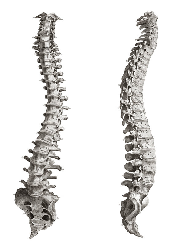 Human Spine Anatomy Diagram