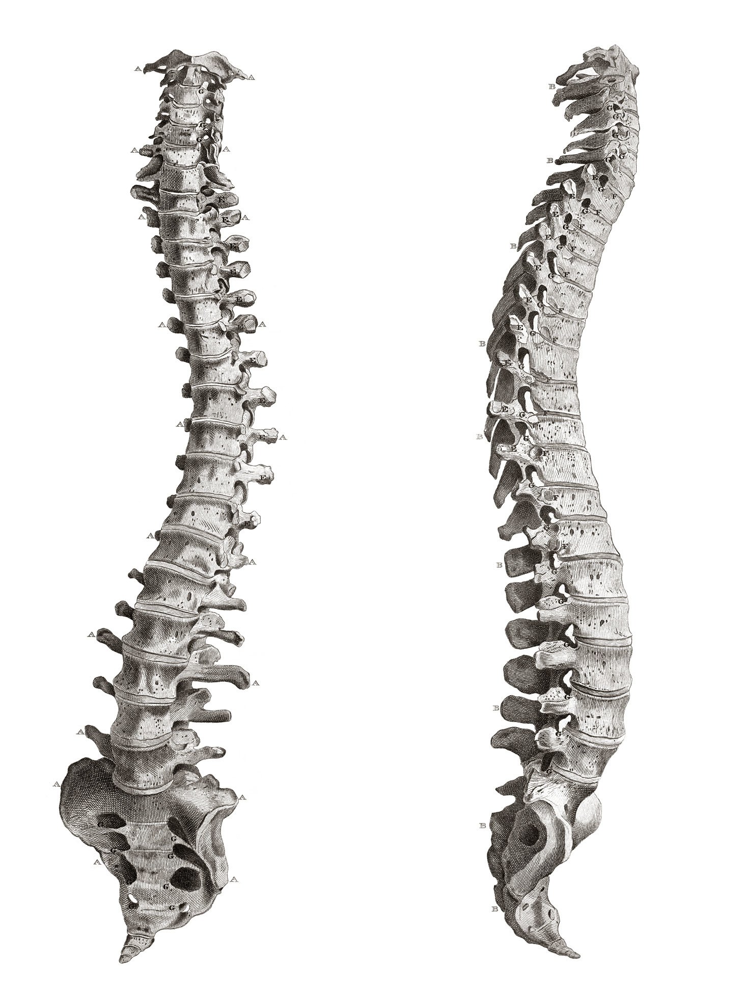 Human Spine Anatomy Diagram