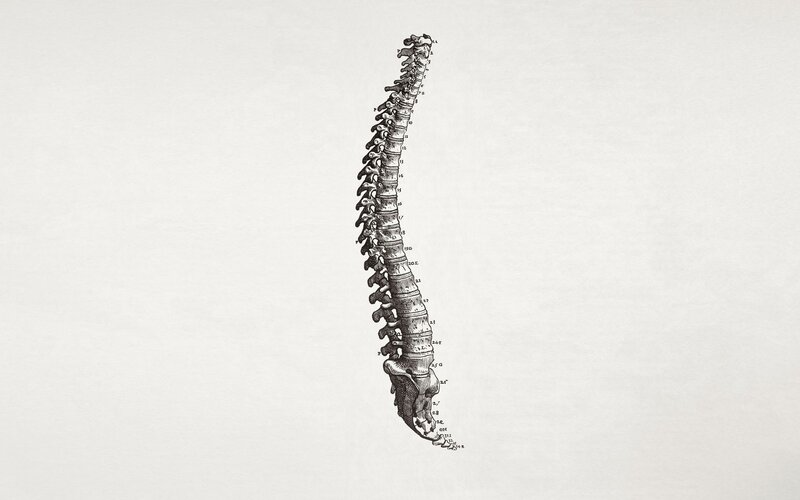 Human Spine Anatomy