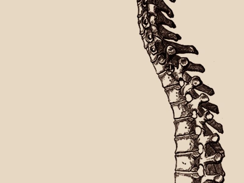 Human Spine Illustration