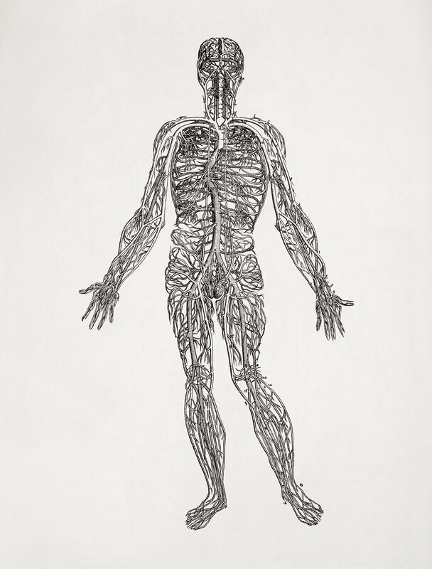Human vascular system diagram