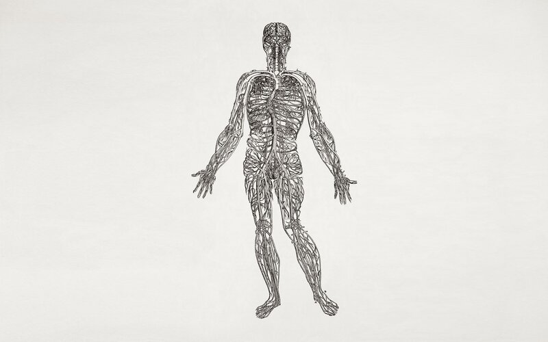 Human Vascular System