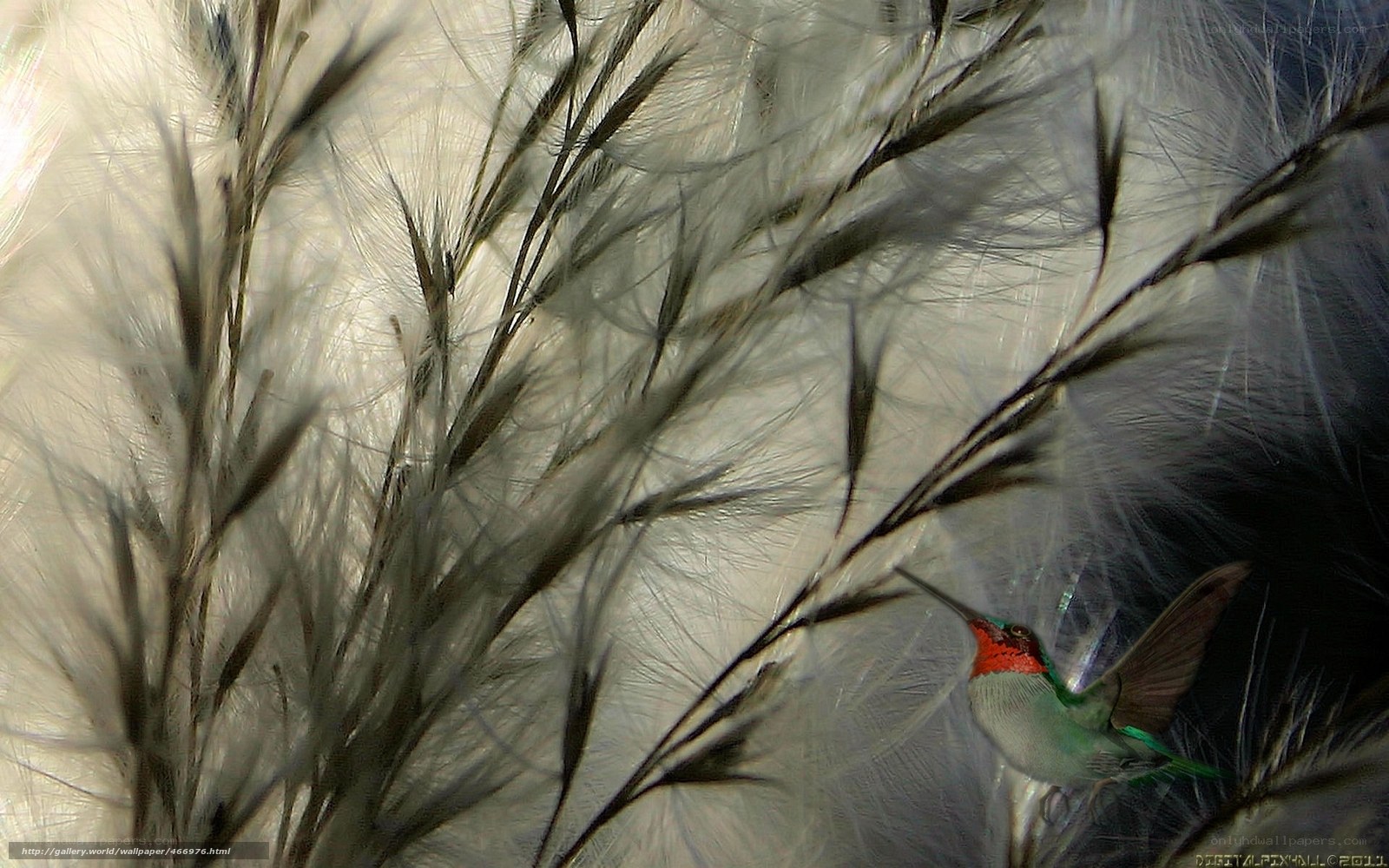 Hummingbird among feathers