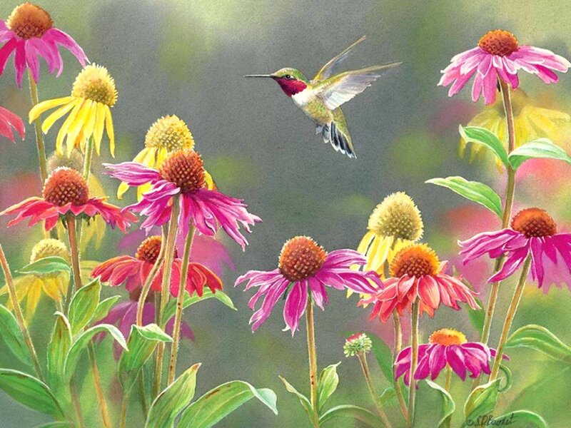 Hummingbird Among Flowers — Pink