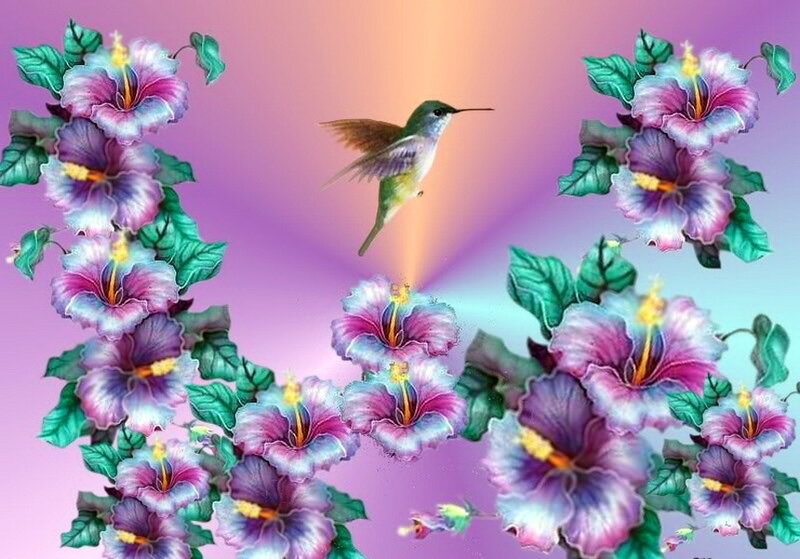 Hummingbird Among Hibiscus Flowers