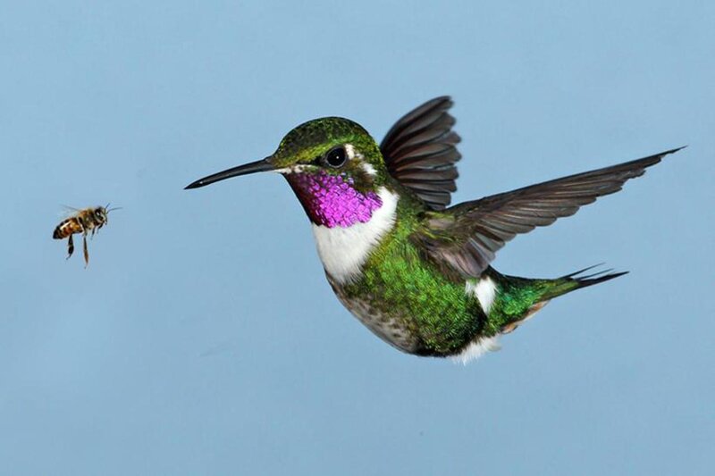 Hummingbird and Bee — Green, Calm