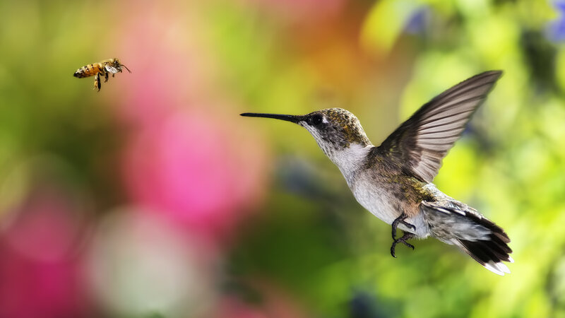 Hummingbird and Bee — Green, Natural