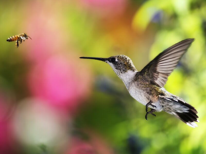 Hummingbird and Bee — Green