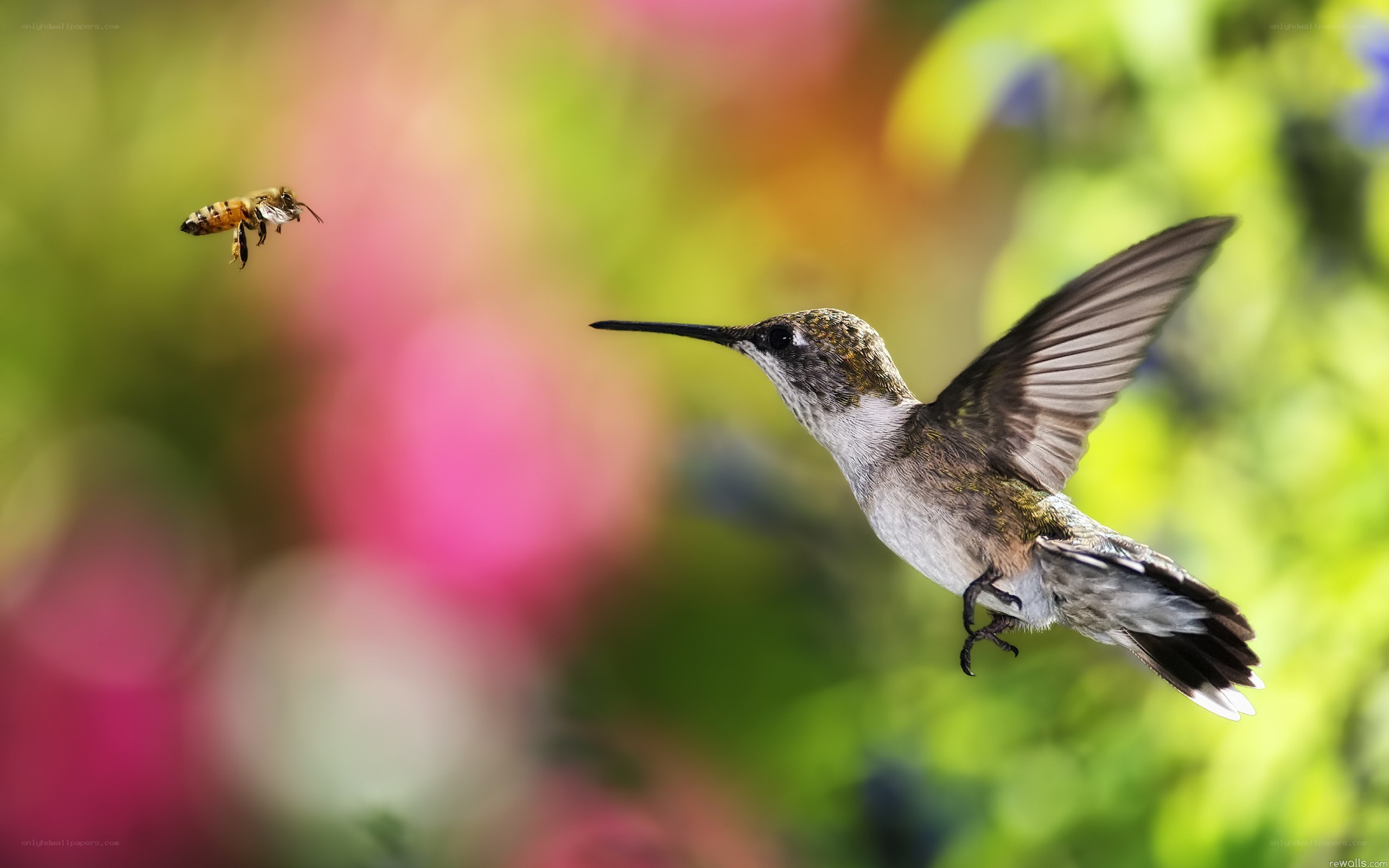 Hummingbird and bee in flight