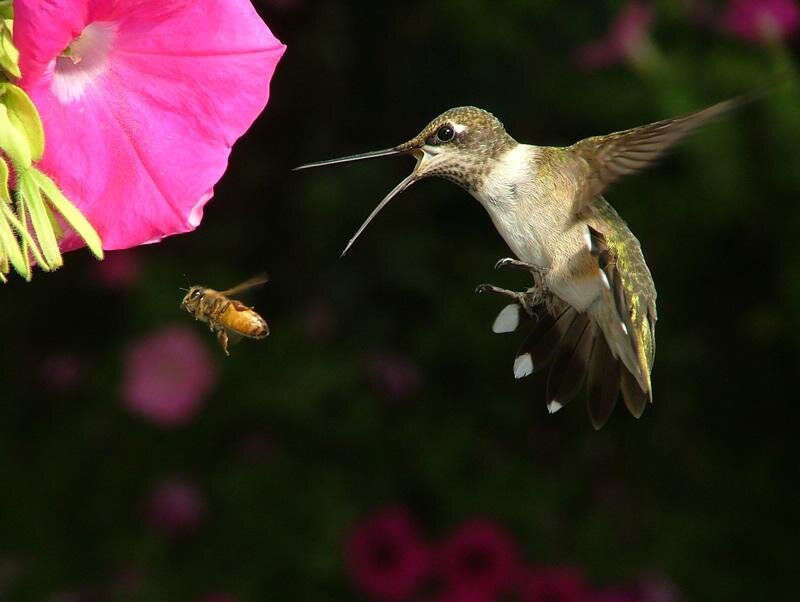 Hummingbird and bee near flower