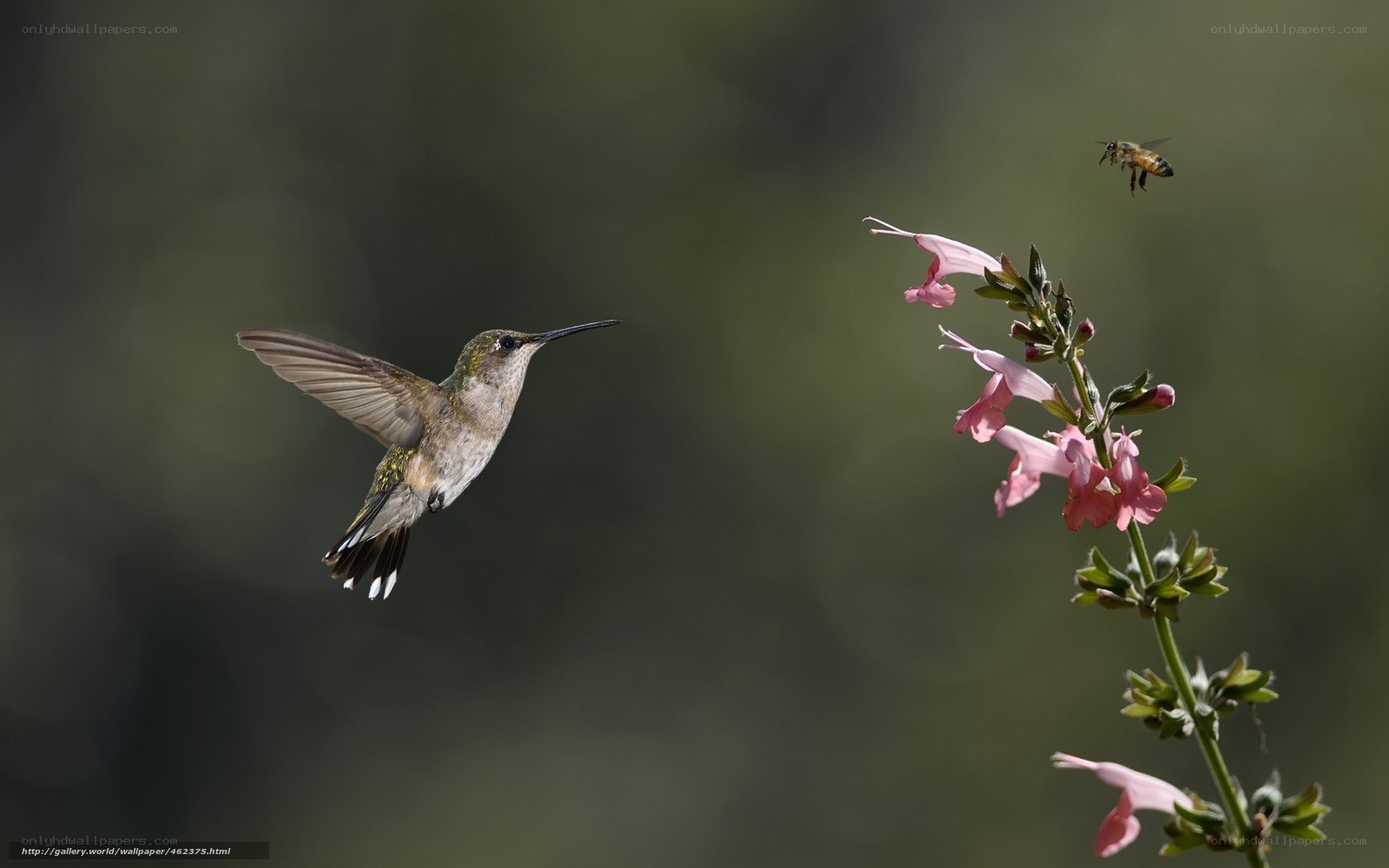 Hummingbird and bee on flowers