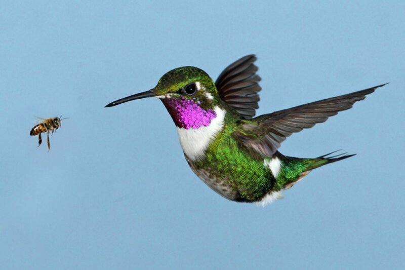 Hummingbird and Bee