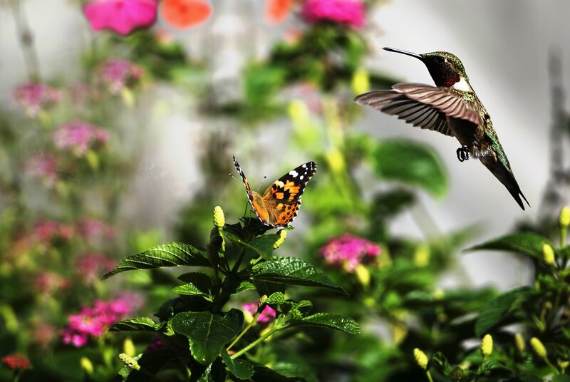 Hummingbird and Butterfly — Green