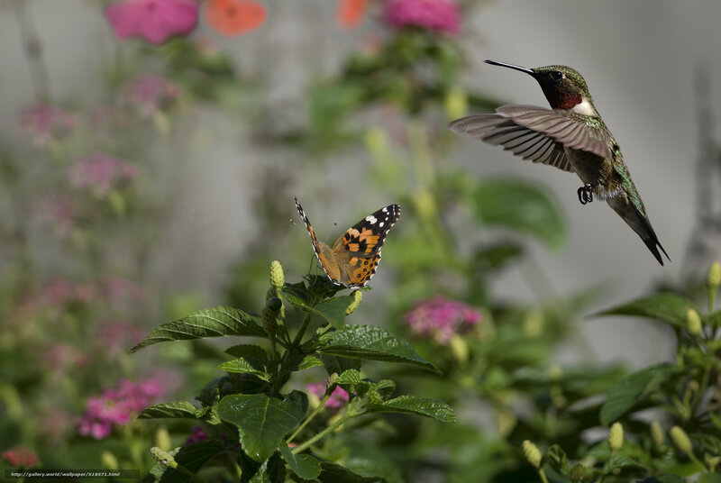 Hummingbird and butterfly in garden
