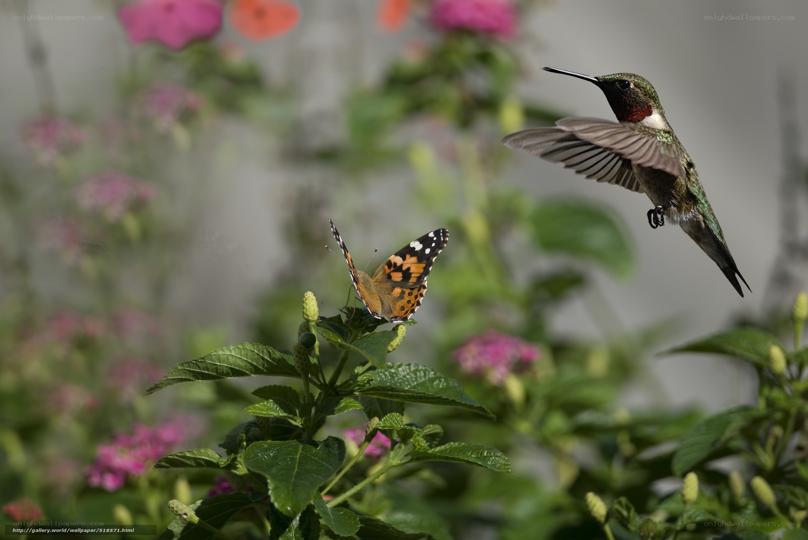 Hummingbird and butterfly in garden