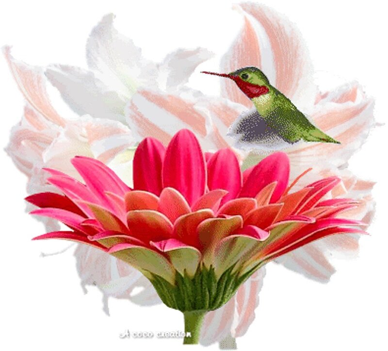 Hummingbird and Flower — Pink