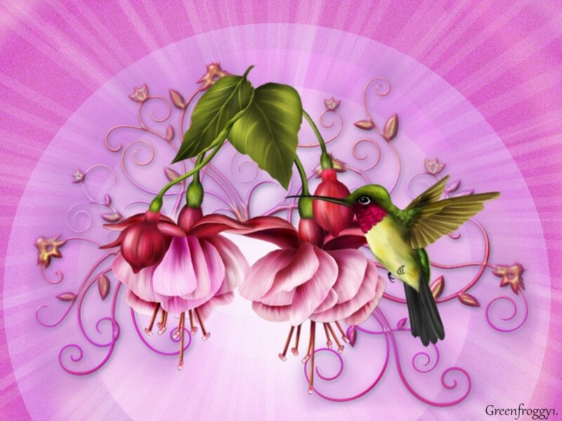 Hummingbird and Fuchsia Flowers