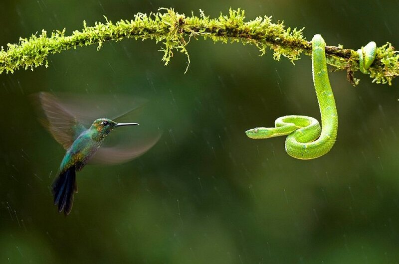 Hummingbird and Green Snake