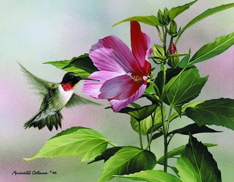 Hummingbird and Hibiscus Flower