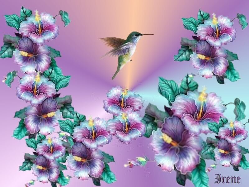 Hummingbird and Hibiscus Flowers