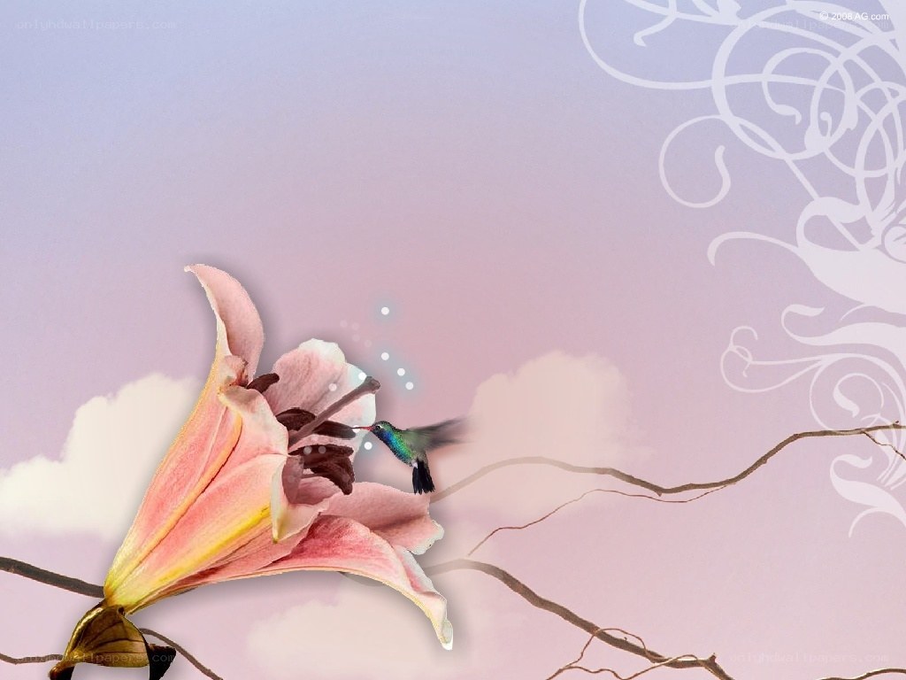 hummingbird and lily flower