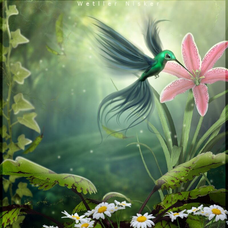 Hummingbird and Lily