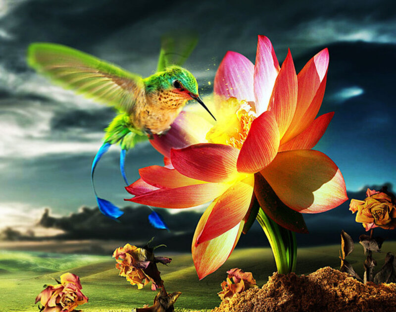 Hummingbird and Lotus Flower