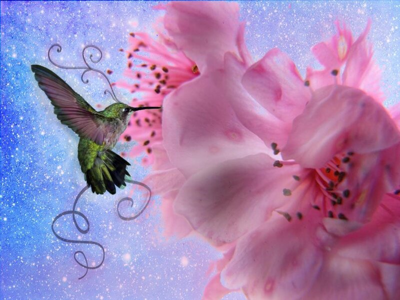 hummingbird and pink flower