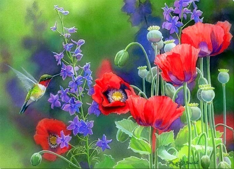 Hummingbird and Poppies