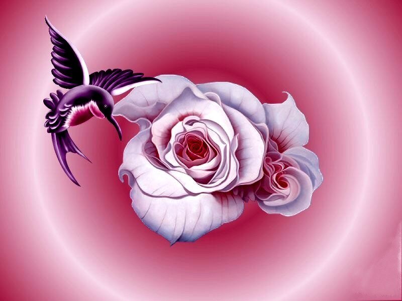 hummingbird and roses