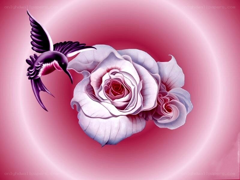 hummingbird and roses