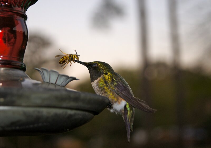 Hummingbird and Wasp
