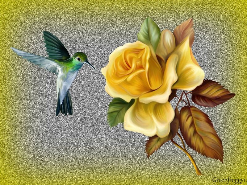 Hummingbird and Yellow Rose