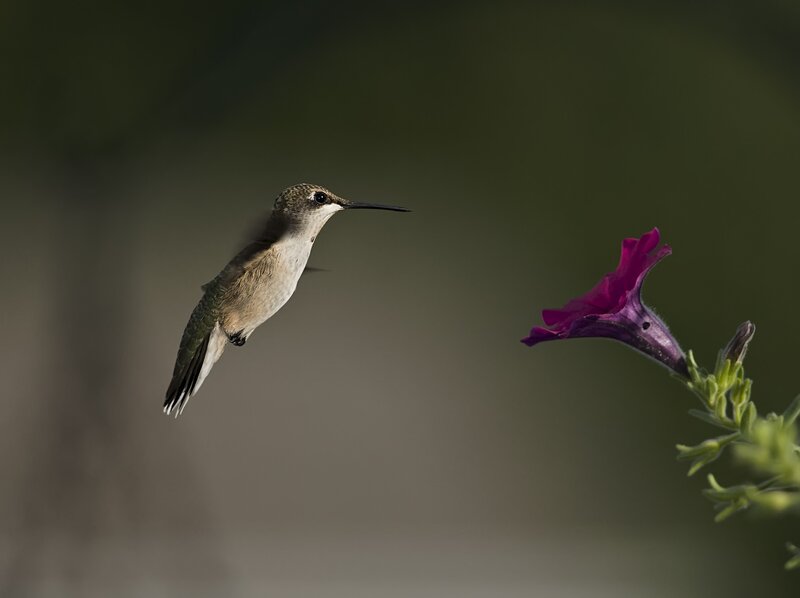 hummingbird approaching flower