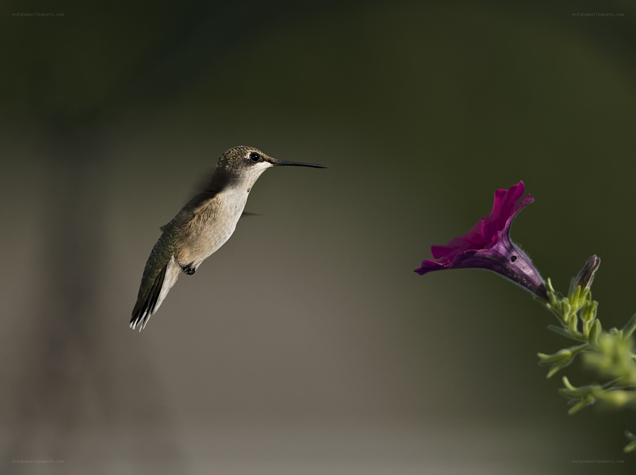 hummingbird approaching flower