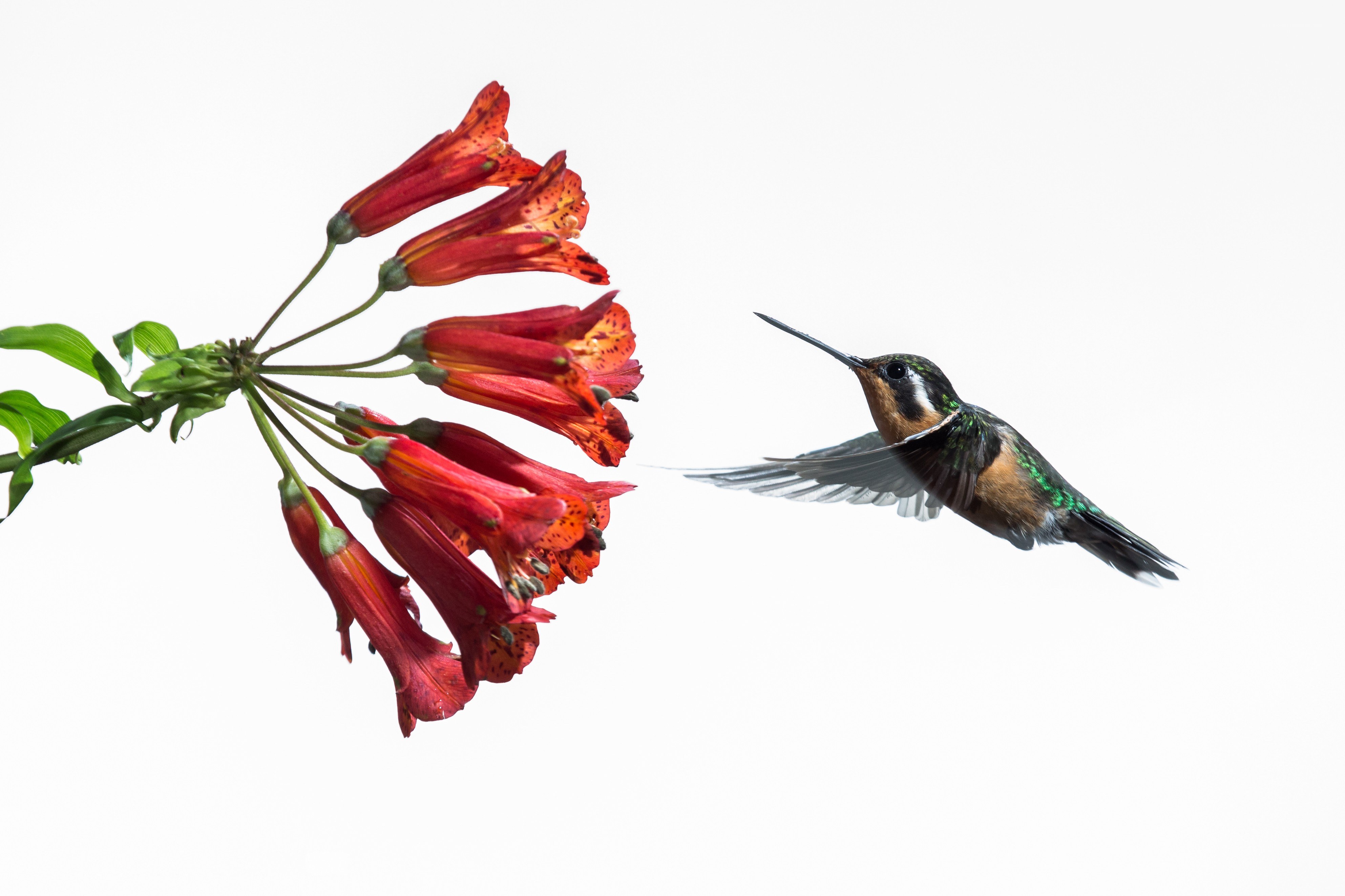 hummingbird approaching red flowers