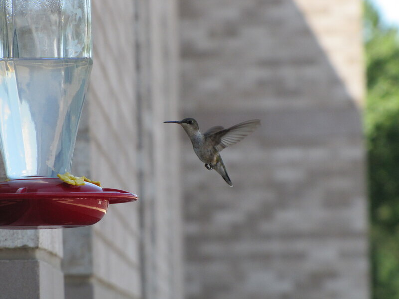 hummingbird at feeder