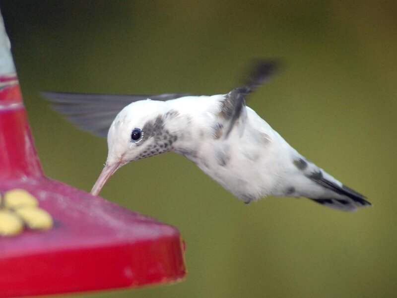 hummingbird at feeder