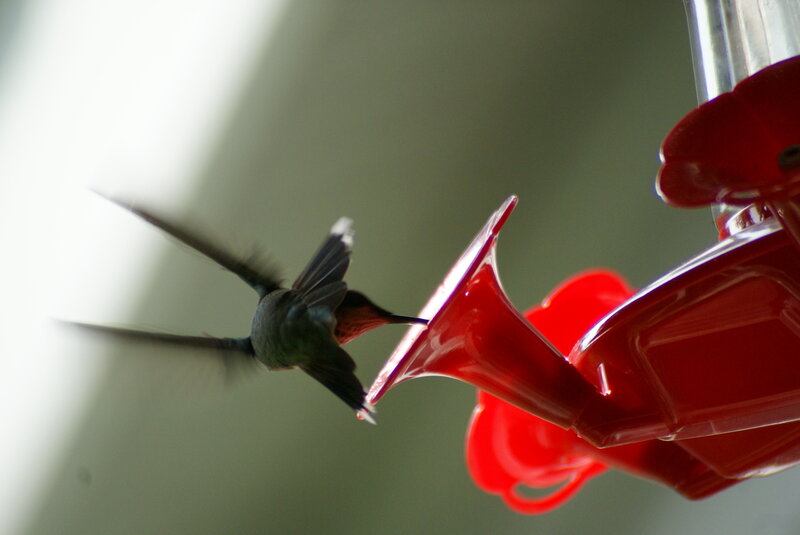hummingbird at feeder