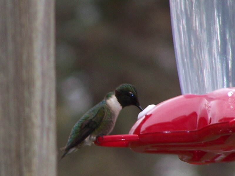 hummingbird at feeder