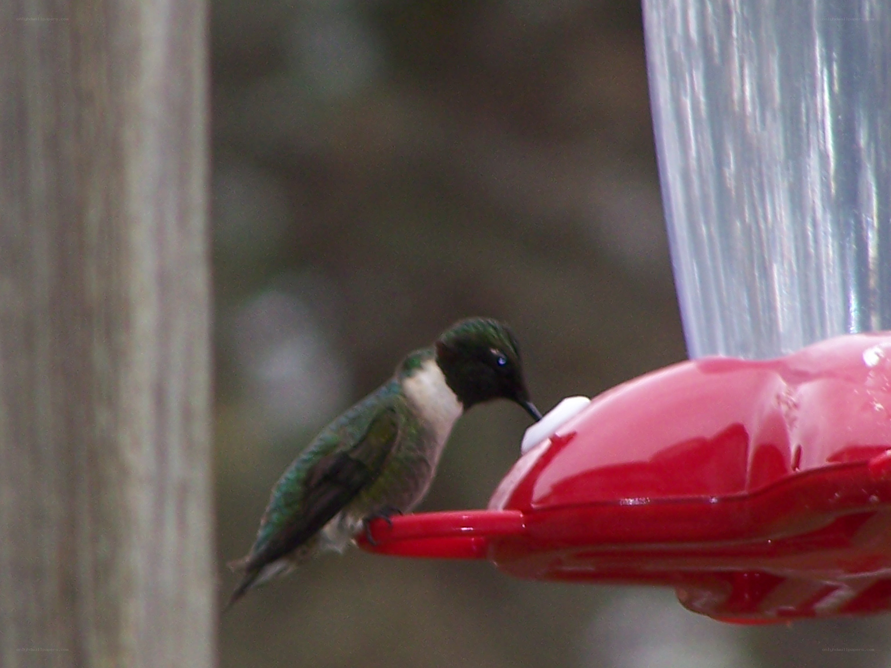 hummingbird at feeder