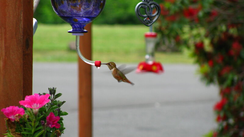 hummingbird at feeder