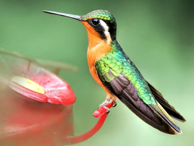 hummingbird at feeder