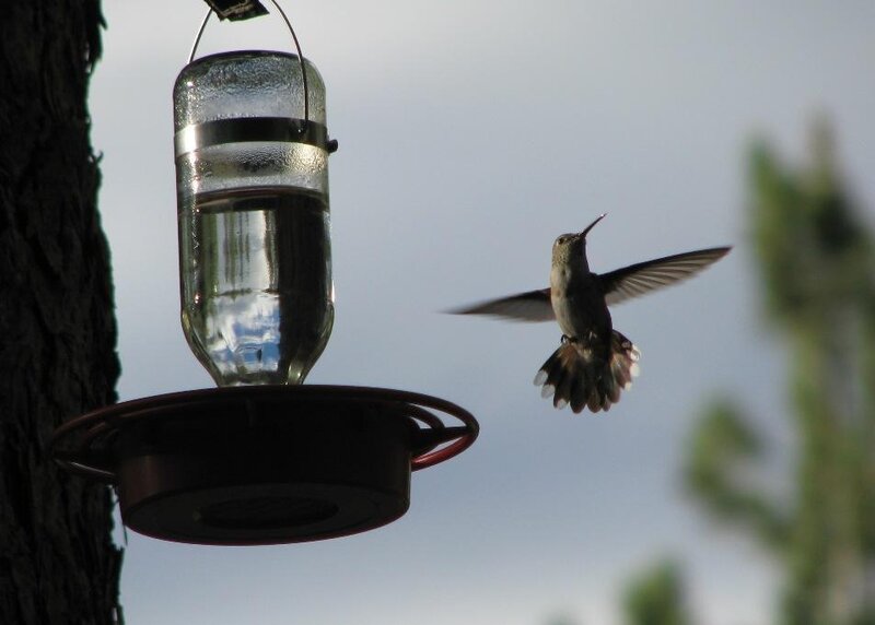 Hummingbird at Feeder — Gray