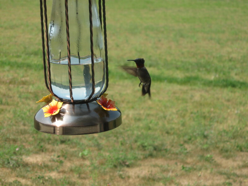 Hummingbird at Feeder — Green, Calm, Afternoon, Photograph, Grass