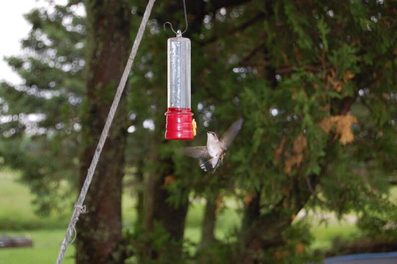 Hummingbird at Feeder — Green, Calm, Afternoon, Photograph
