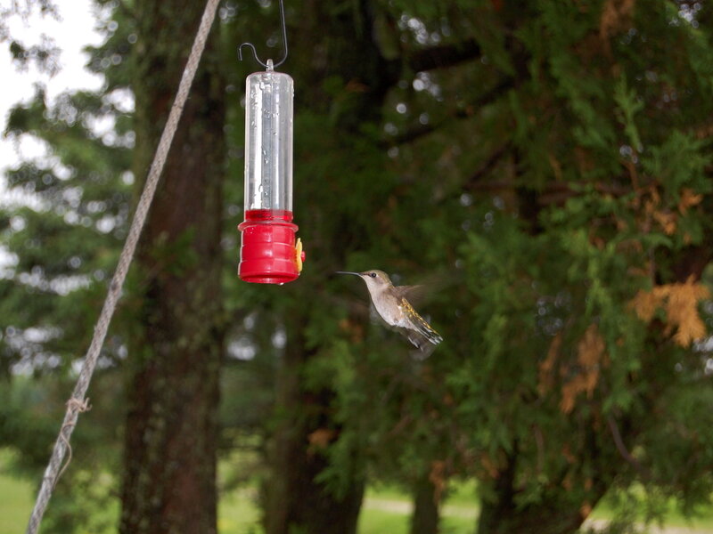 Hummingbird at Feeder — Green, Calm, Afternoon