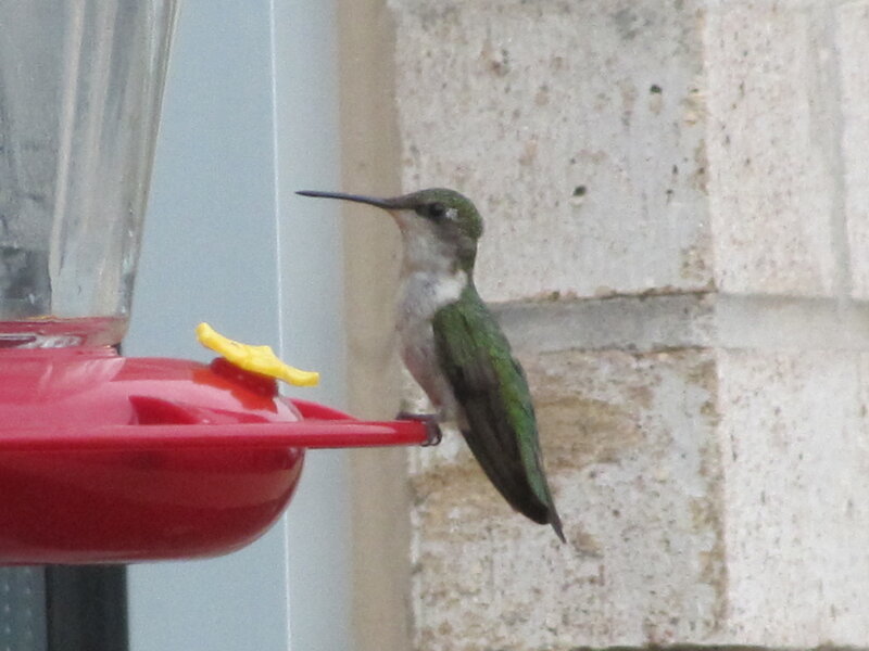 Hummingbird at Feeder — Green, Calm, Photograph, Brick Wall