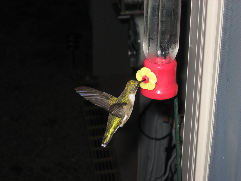 Hummingbird at Feeder — Green, Calm