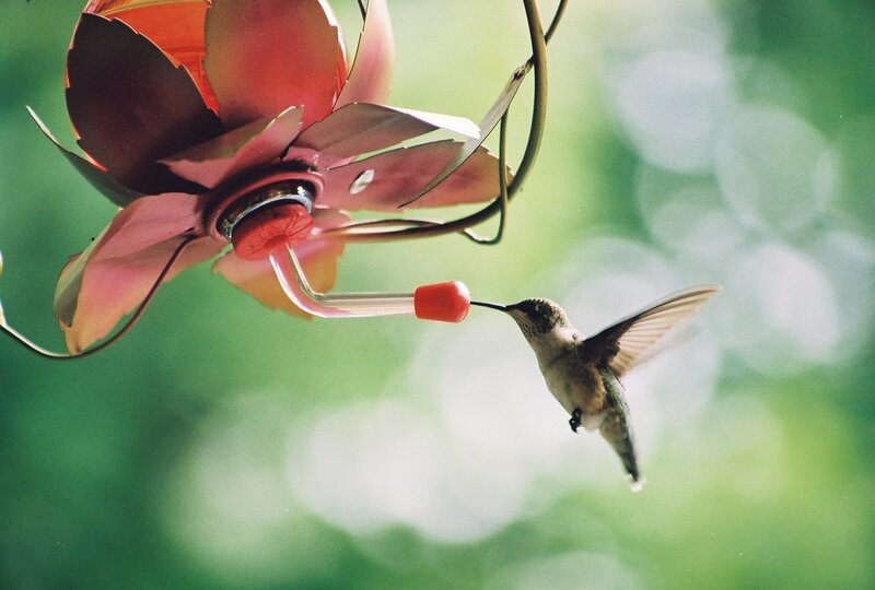 Hummingbird at Feeder — Green, Serene, Morning